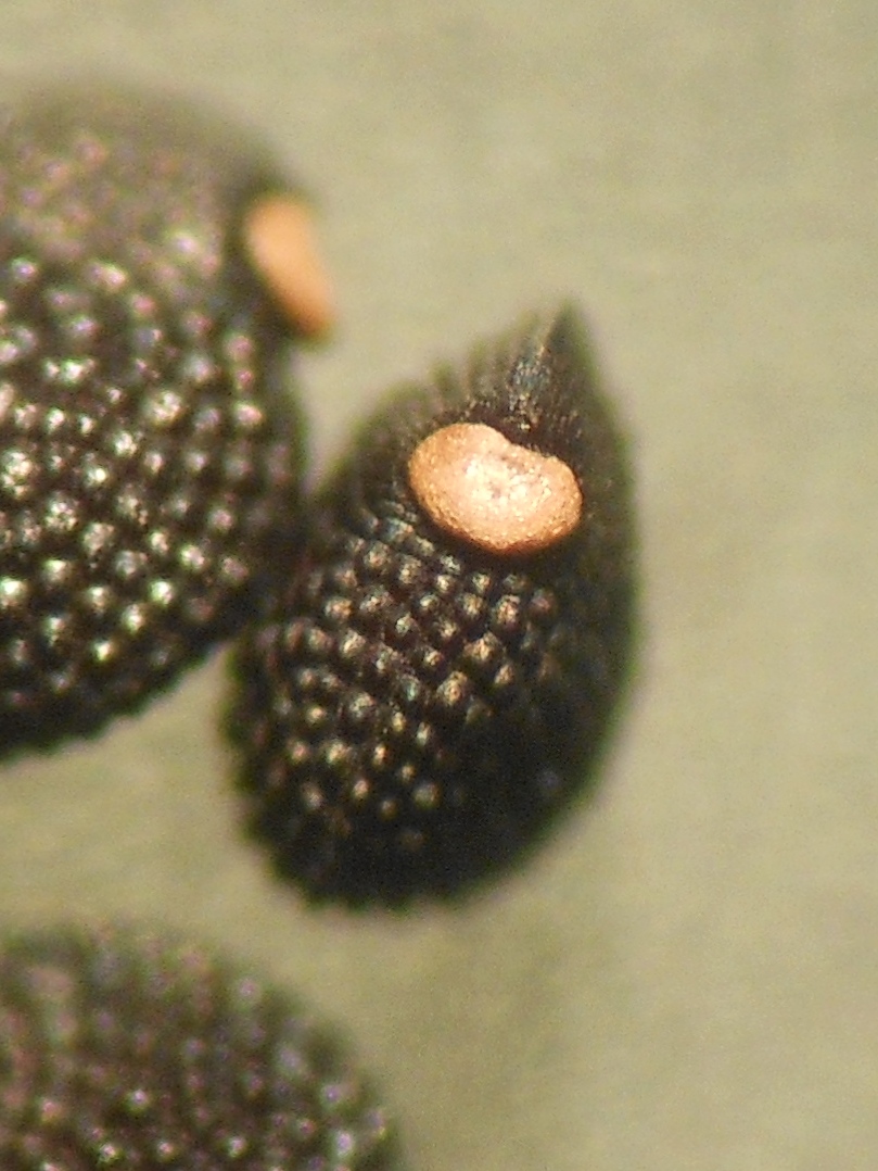 Montia arvensis (=M. fontana subsp. chondrosperma)/ Montia minore